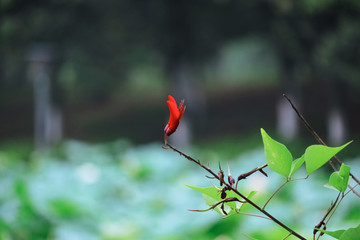 A flower on a branch, red, green background, green leaves, natural scenery, summer scenery