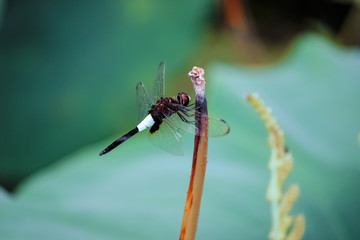 Lotus pond leaves, dragonflies in the lotus leaves above the branches to stay, natural scenery