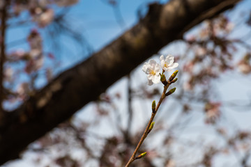 Cherry blossom in spring for background or copy space for text