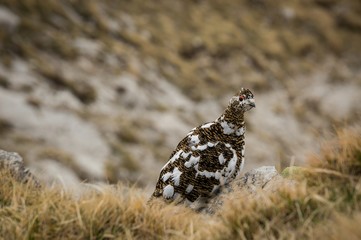 Schneehuhn am Gaishorn