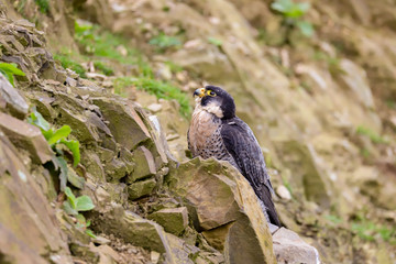 Peregrine Falcon (Falco peregrinus) 