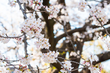 Cherry blossom in spring for background or copy space for text