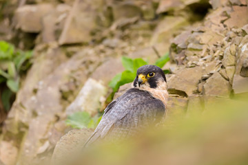 Peregrine Falcon (Falco peregrinus) 