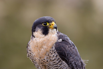 Peregrine Falcon (Falco peregrinus) 