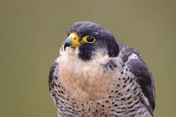 Peregrine Falcon (Falco peregrinus) 