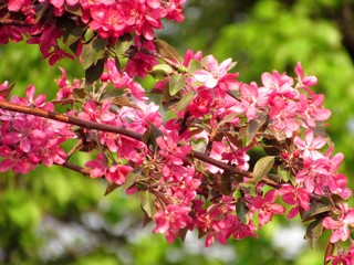 pink flowers in garden