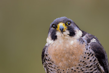 Peregrine Falcon (Falco peregrinus) 