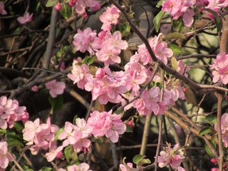 pink flowers in garden