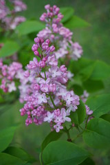 Pink flowering tree over nature background - Spring tree -  Spring landscape. Closeup view o flower cherry blossoms, prunus serrulata