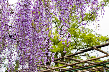 藤の花　埼玉県春日部市牛島