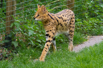serval