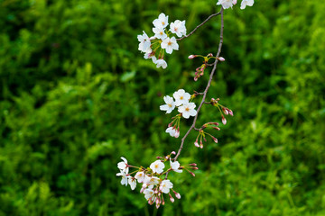 Cherry blossom in spring for background or copy space for text