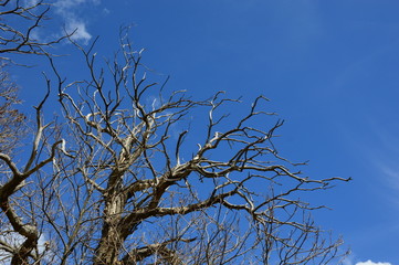 A Dead Tree in the forest with blue sky background