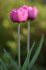 Blühende Tulpen (Tulipa)