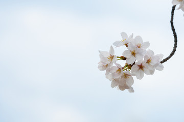 Fototapeta premium Cherry blossom in spring for background or copy space for text