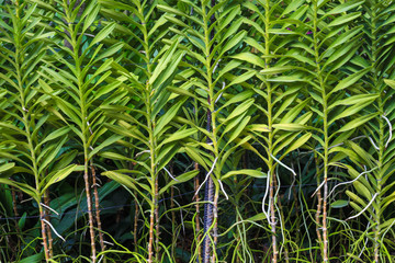 Obraz na płótnie Canvas Green nature Singapore Botanic Garden in Singapore