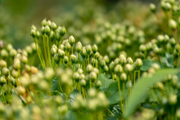 Flower bud of Banksia rose, Rosa banksiae