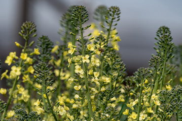 Broccoli flowers and honey bee