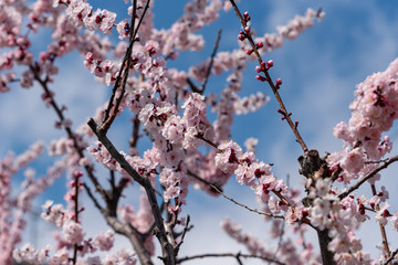 Pink apricot flowers, Armenian plum