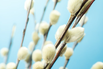 Willow branches with buds