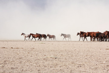 Fototapeta premium a plain with beautiful horses in sunny summer day in Turkey. Herd of thoroughbred horses. Horse herd run fast in desert dust against dramatic sunset sky. wild horses 