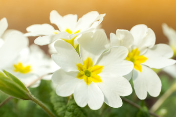 White primula flowers in garden