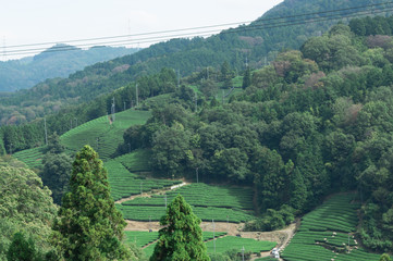 Wazuka tea field,kyoto,tourism of japan.
