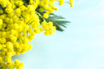 Blue background with yellow mimosa