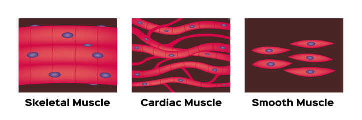 muscle type vector / cardiac , skeletal , smooth