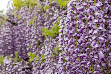 藤の花　埼玉県春日部市牛島