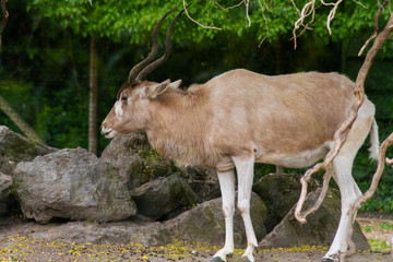 antilope addax dans un parc