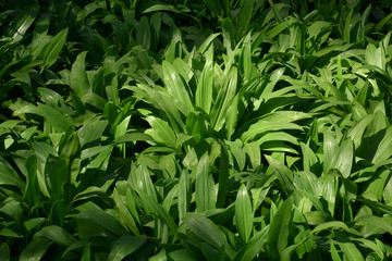 Naklejka na ściany i meble spring theme background with green bear leek, allium ursinum or wild garlic or ramsons or buckrams or wood garlic or broad-leaved garlic in spring still without flowers