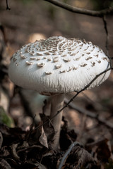 Fliegenpilz - einsam im Wald