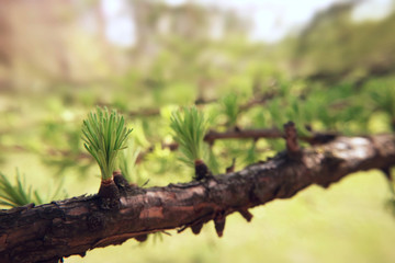 Fir tree branch spring macro photography natural background for design.