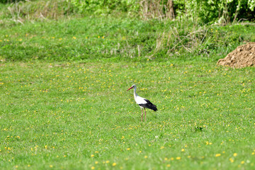 Obraz na płótnie Canvas White stork looking for food on green meadow in spring 