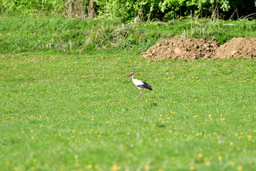 White stork looking for food on green meadow in spring 