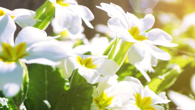 White primrose flowers in a sunny spring garden