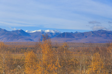 Obraz na płótnie Canvas Forest in autumn colors and Eastern Mountains in the background. Peninsula Kamchatka, Russia.