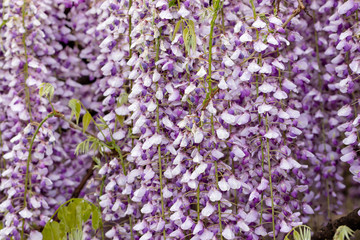 藤の花　埼玉県春日部市牛島