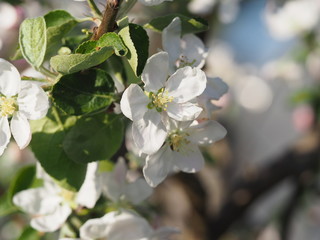 Apple blossom in a natural environment
