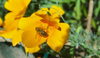 bee collects nectar from a yellow orange carnation marigold tagrtes closeup photo