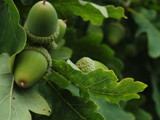 Green acorns with leaves in a natural environment