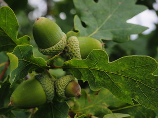 Green acorns with leaves in a natural environment © Andrew Rose 
