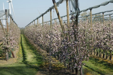 blühende Apfelplantage bei Tönisvorst am Niederrhein