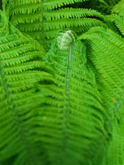 A close up of a eagle fern Bracken fiddlehead against a green bush background