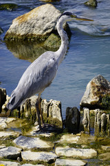 Heron long legged fresh water and coastal bird