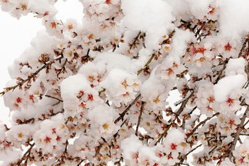 Almond flowers and snow.