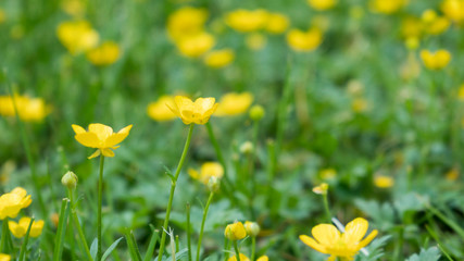 Wiese mit Butterblumen