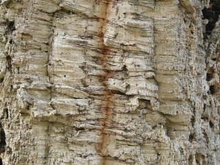 Background with bark balsa wood cork tree texture.