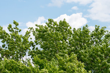 Grüne Baumkrone im Wind